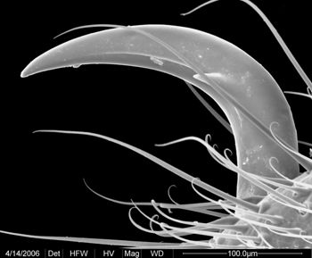 Media type: image;   Invertebrate Zoology 133769